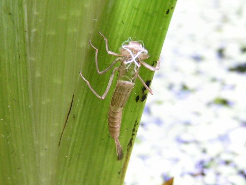 Damselfly exuvia